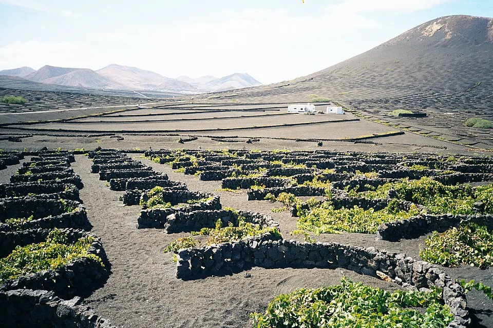 Viñedos en hoyos de ceniza en La Geria