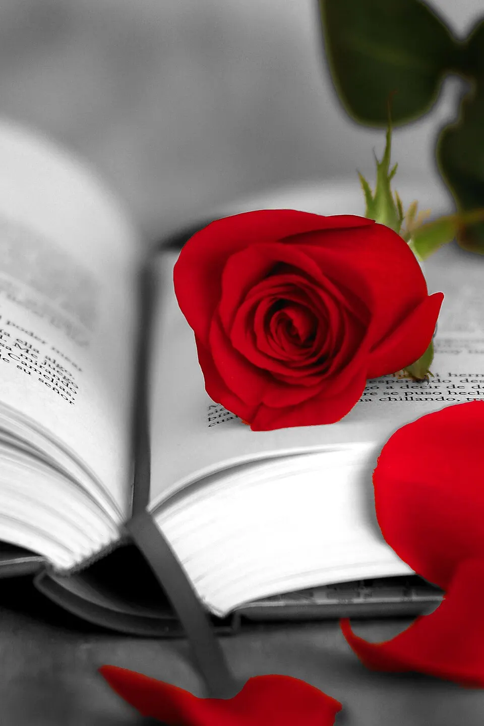 Puestos de libros y rosas el día de Sant Jordi