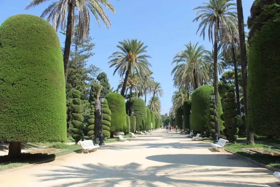 Cipreses recortados del Parque Genovés