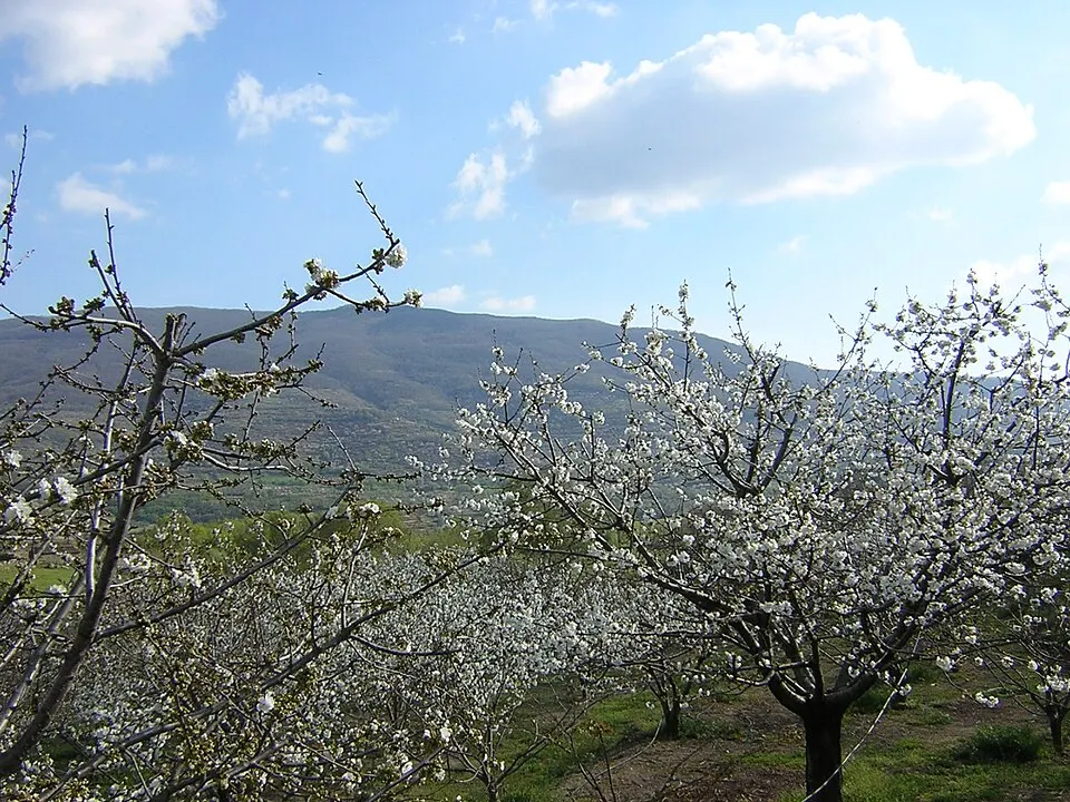 Cerezos en flor del Valle del Jerte