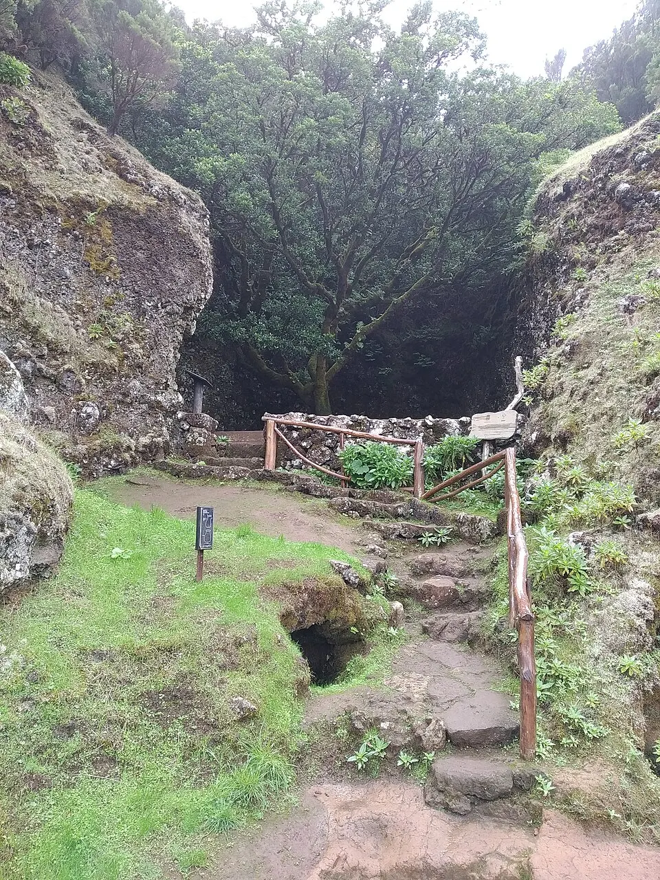 Árbol Garoé
